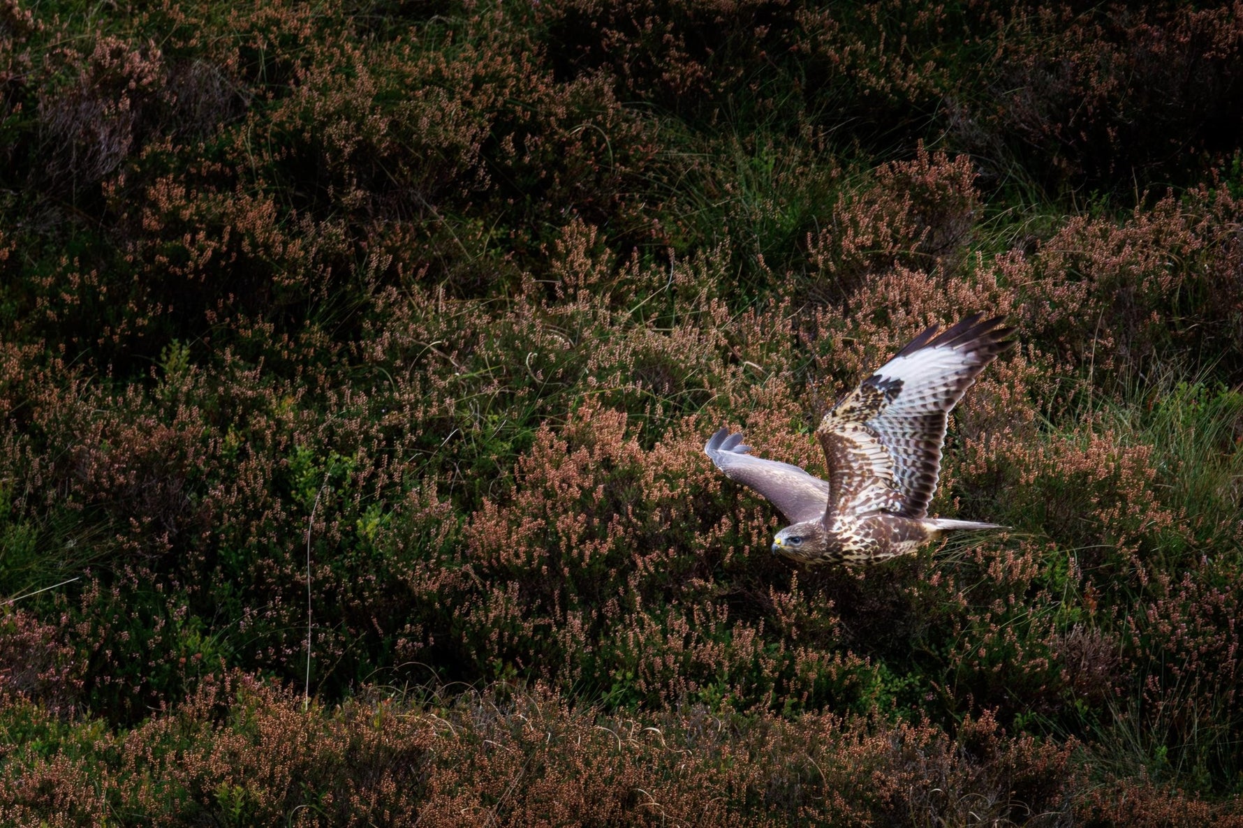 Whispers of the Highland Raptors: A Day in Dumfries & Galloway - Picture This