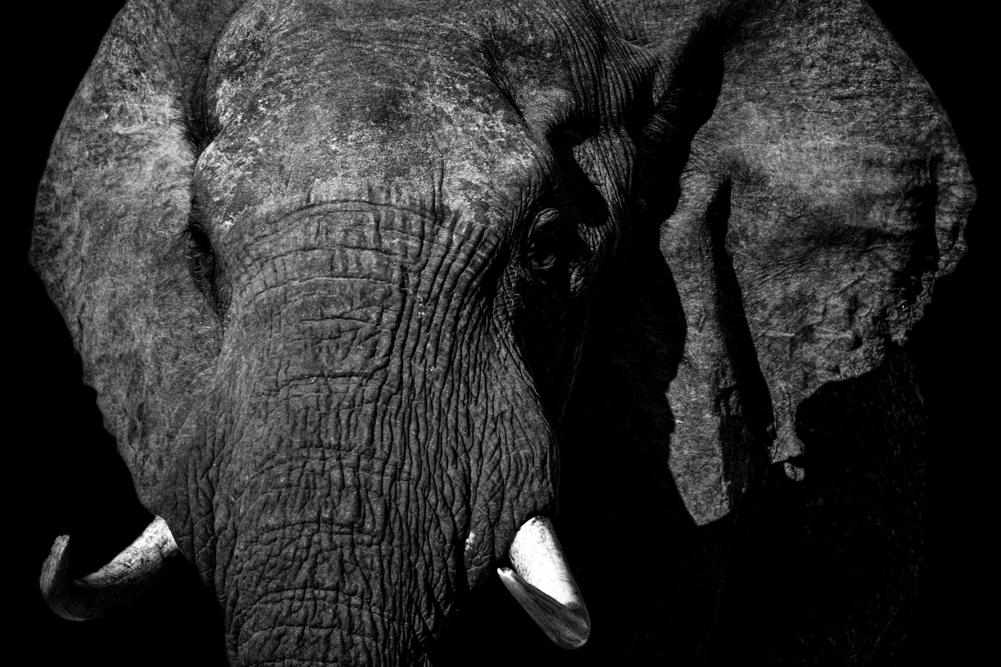 Monochrome Elephant Portrait - Picture This