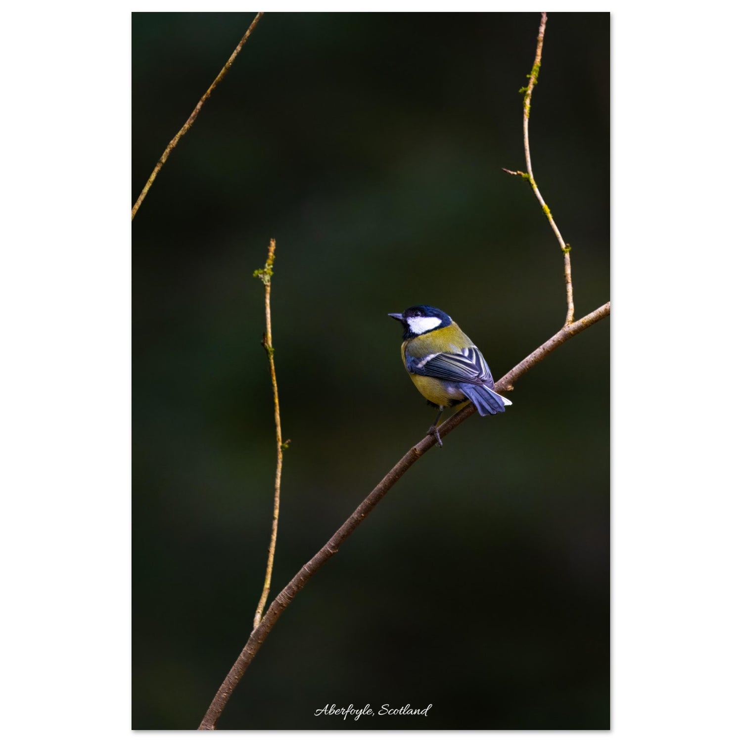 Yellow bird of Perched on a branch