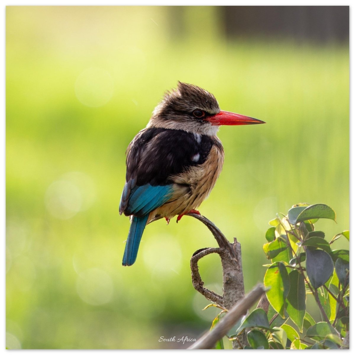 20x20 cm / 8x8″ Perched King Fisher by Picture This