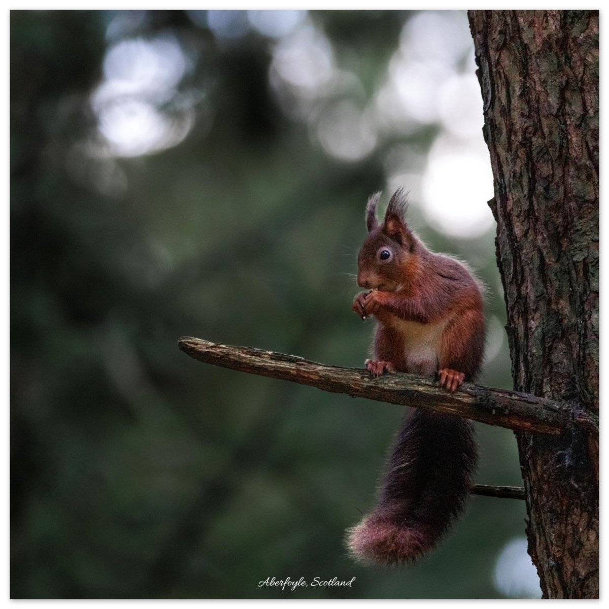 20x20 cm / 8x8″ Red Squirrel of Aberfoyle by Picture This