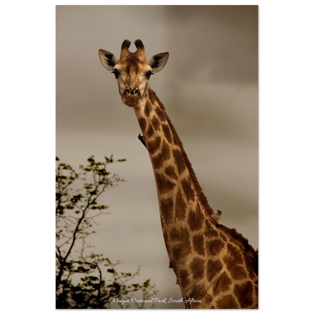 20x30 cm / 8x12″ Birds Perched on Giraffe by Picture This