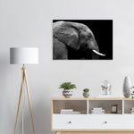 20x30 cm / 8x12″ Black & White Elephant portrait by Picture This