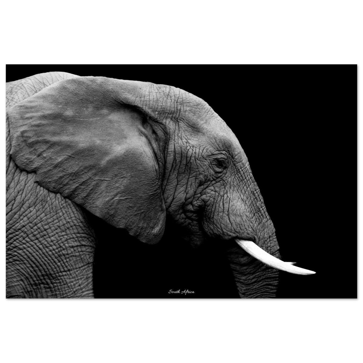 20x30 cm / 8x12″ Black & White Elephant portrait by Picture This
