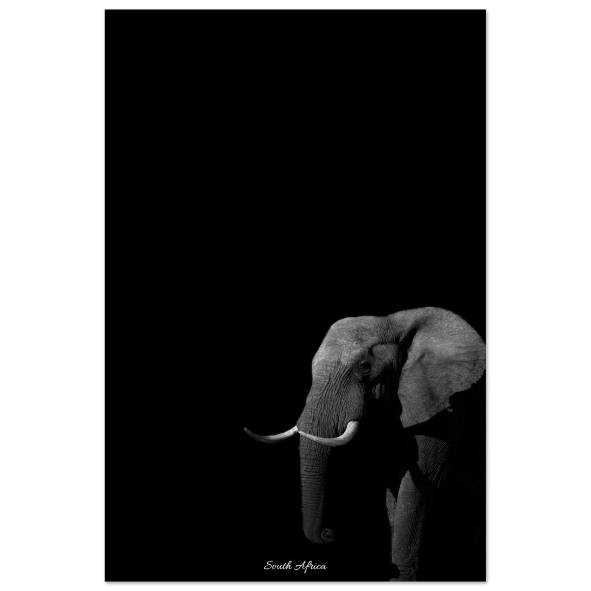 20x30 cm / 8x12″ Black & White Elephant by Picture This