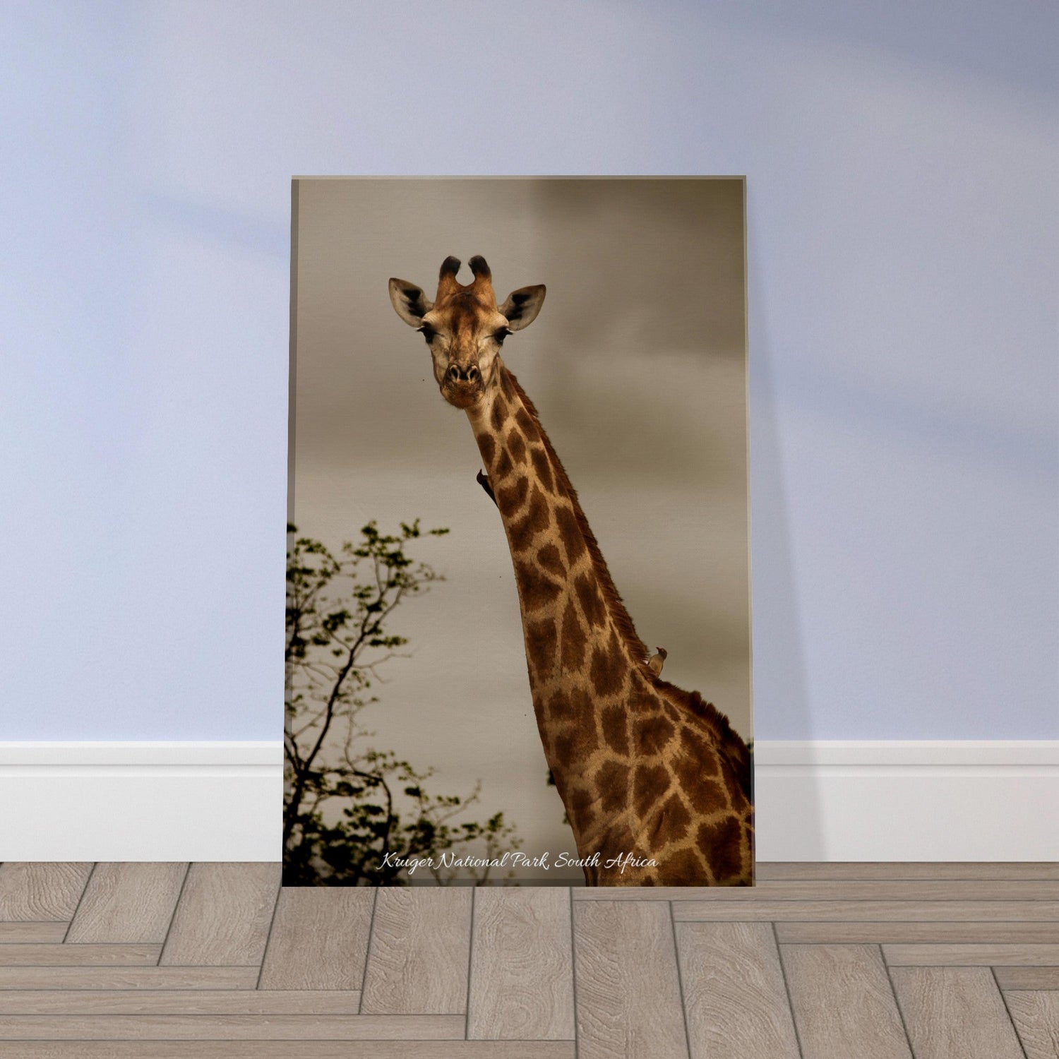 20x30 cm / 8x12″ Canvas Birds Perched on Giraffe by Picture This