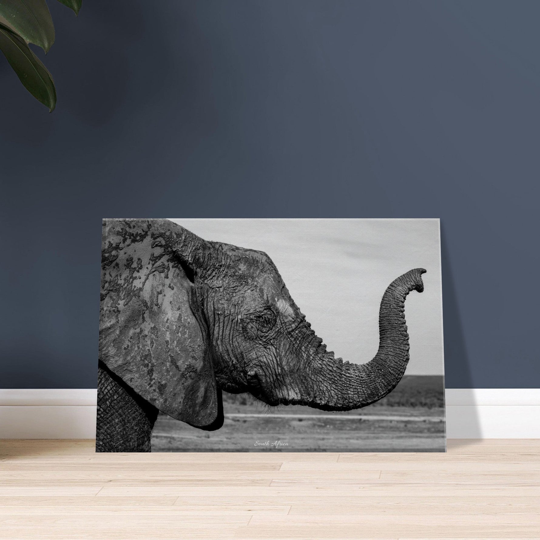 20x30 cm / 8x12″ Canvas Intense monochrome Elephant Portrait by Picture This