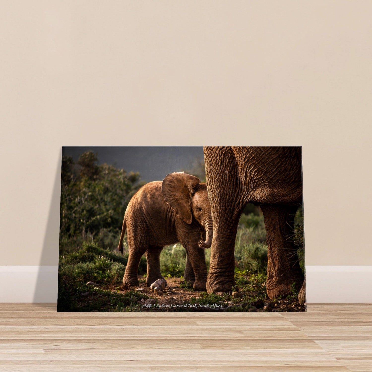 20x30 cm / 8x12″ Canvas Shy Baby Elephant by Picture This