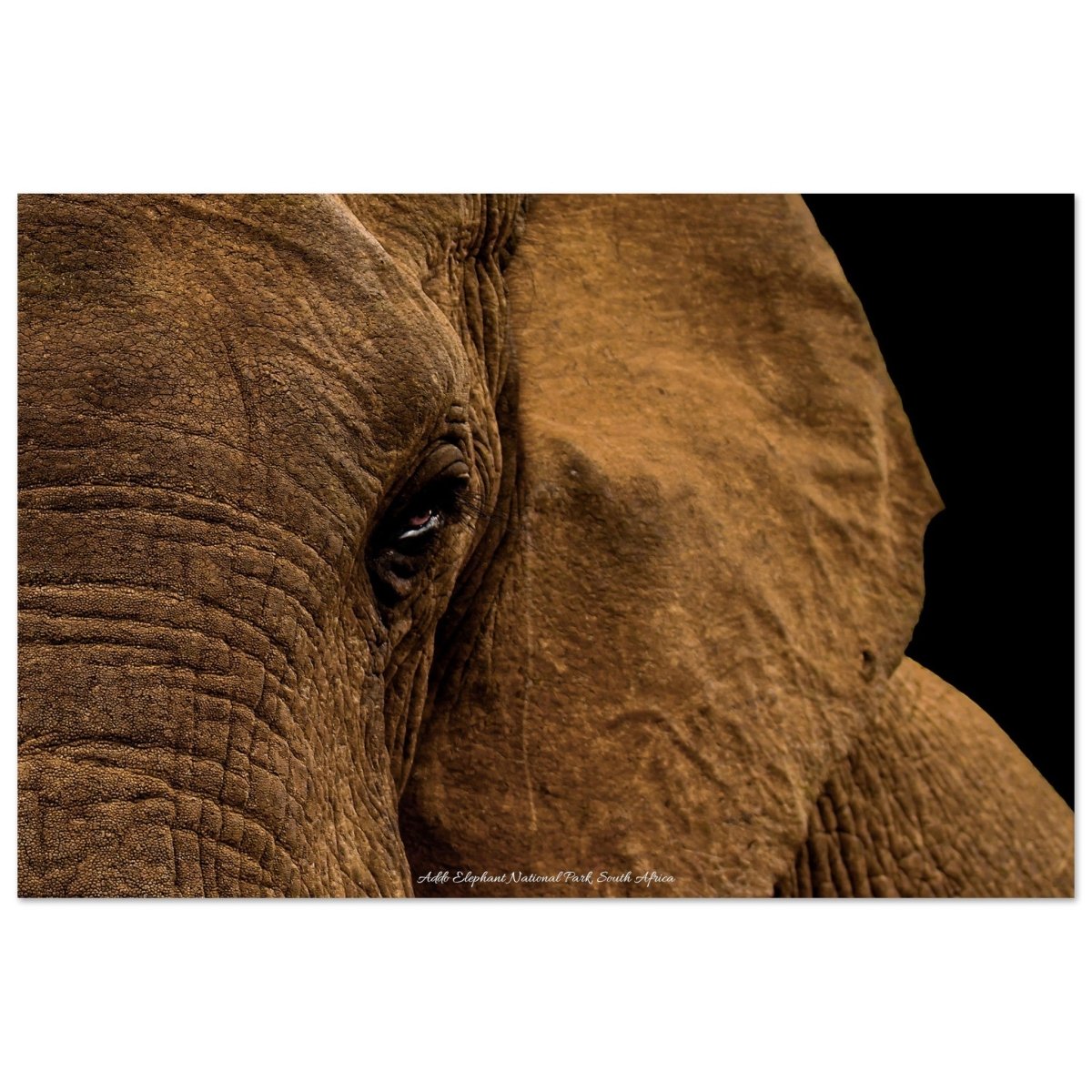 20x30 cm / 8x12″ Eye of the Elephant by Picture This