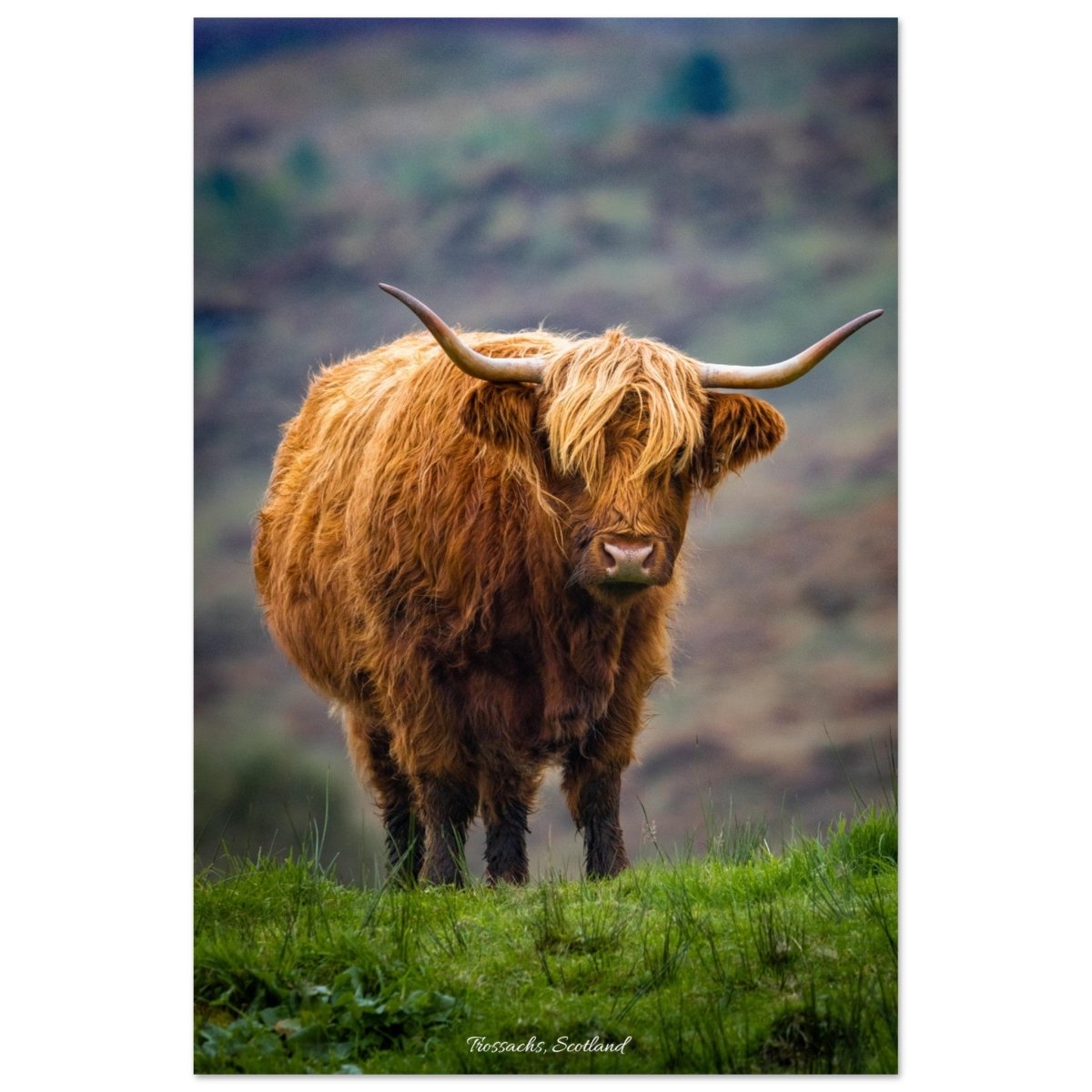 20x30 cm / 8x12″ Highland Cow of the Trossachs by Picture This