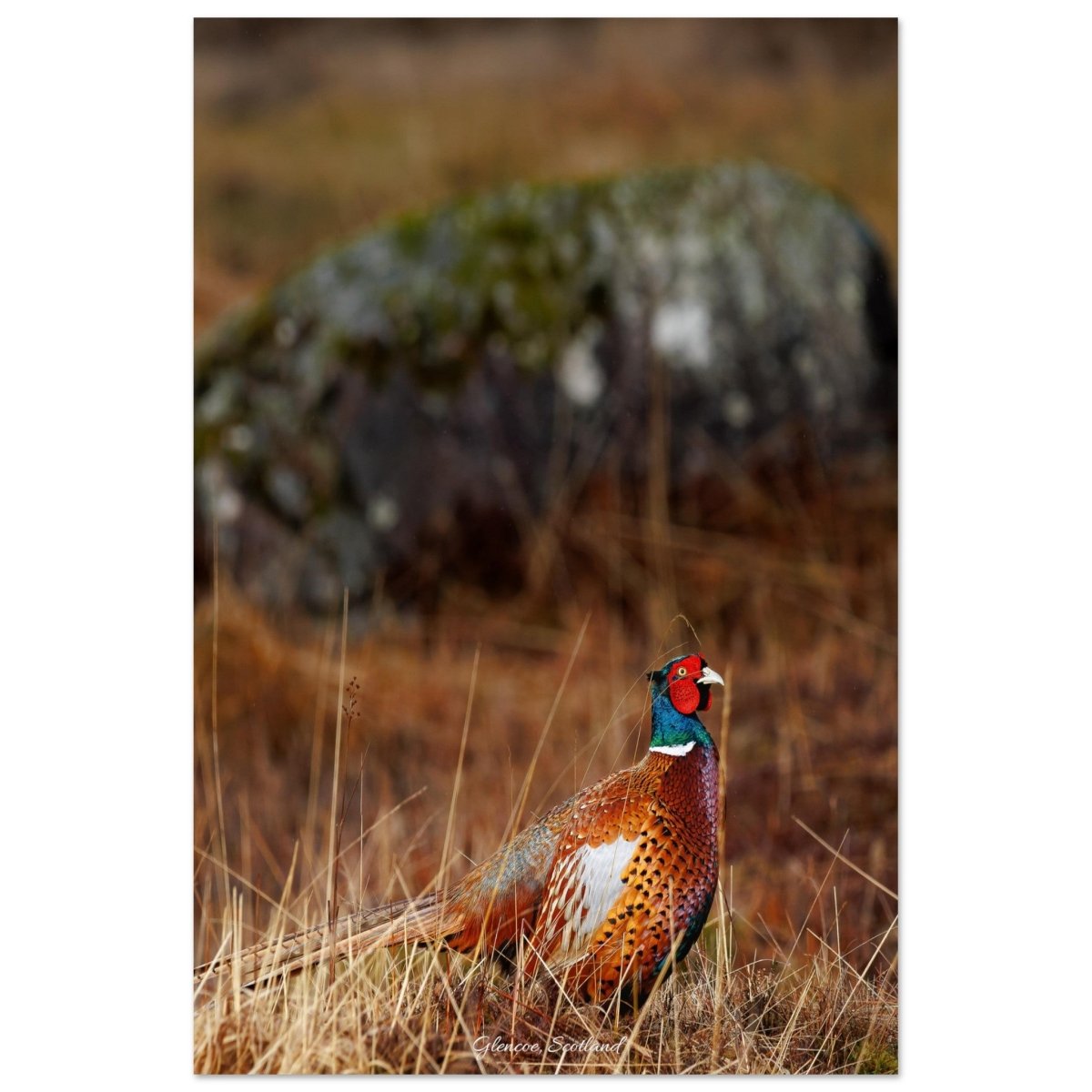 20x30 cm / 8x12″ Infamous Grouse in Glencoe by Picture This