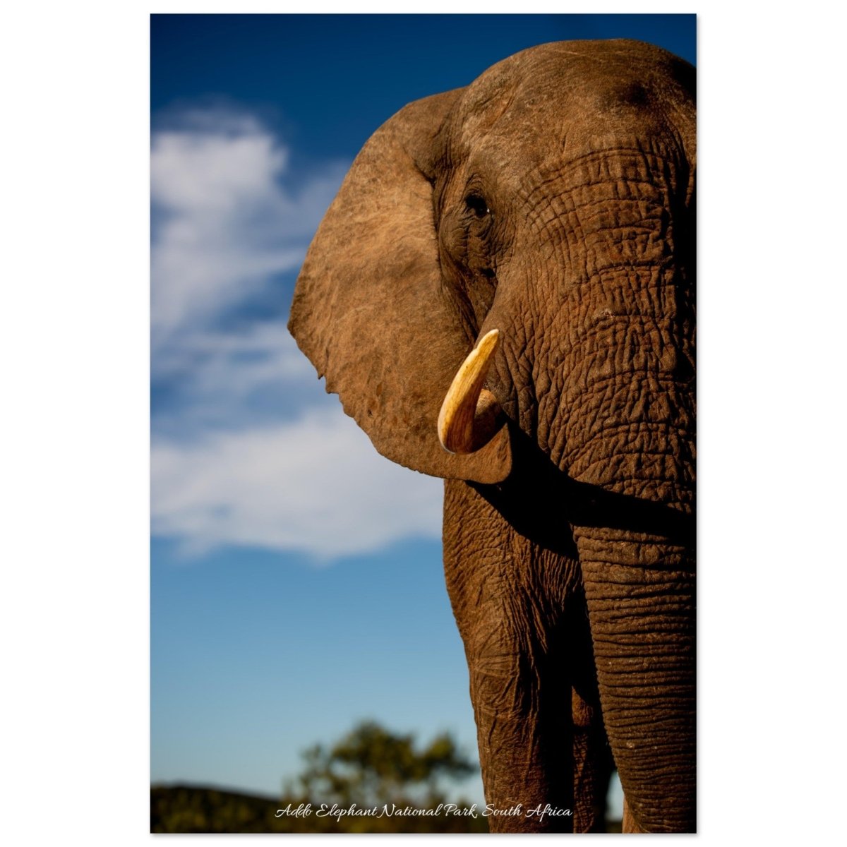 20x30 cm / 8x12″ Intense Elephant portrait by Picture This