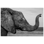 20x30 cm / 8x12″ Intense monochrome Elephant Portrait by Picture This
