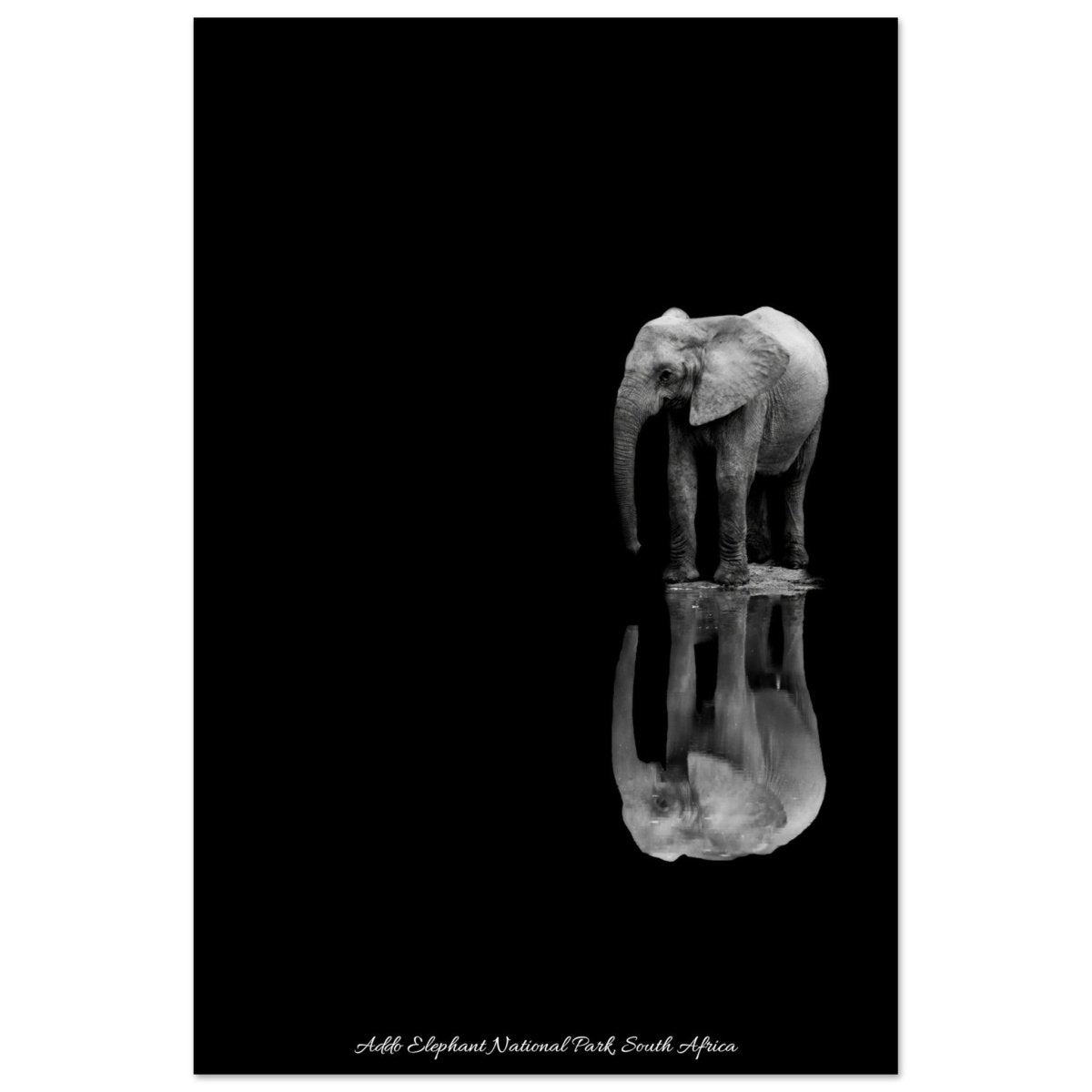 20x30 cm / 8x12″ Lone Elephant - Black & White Portrait by Picture This