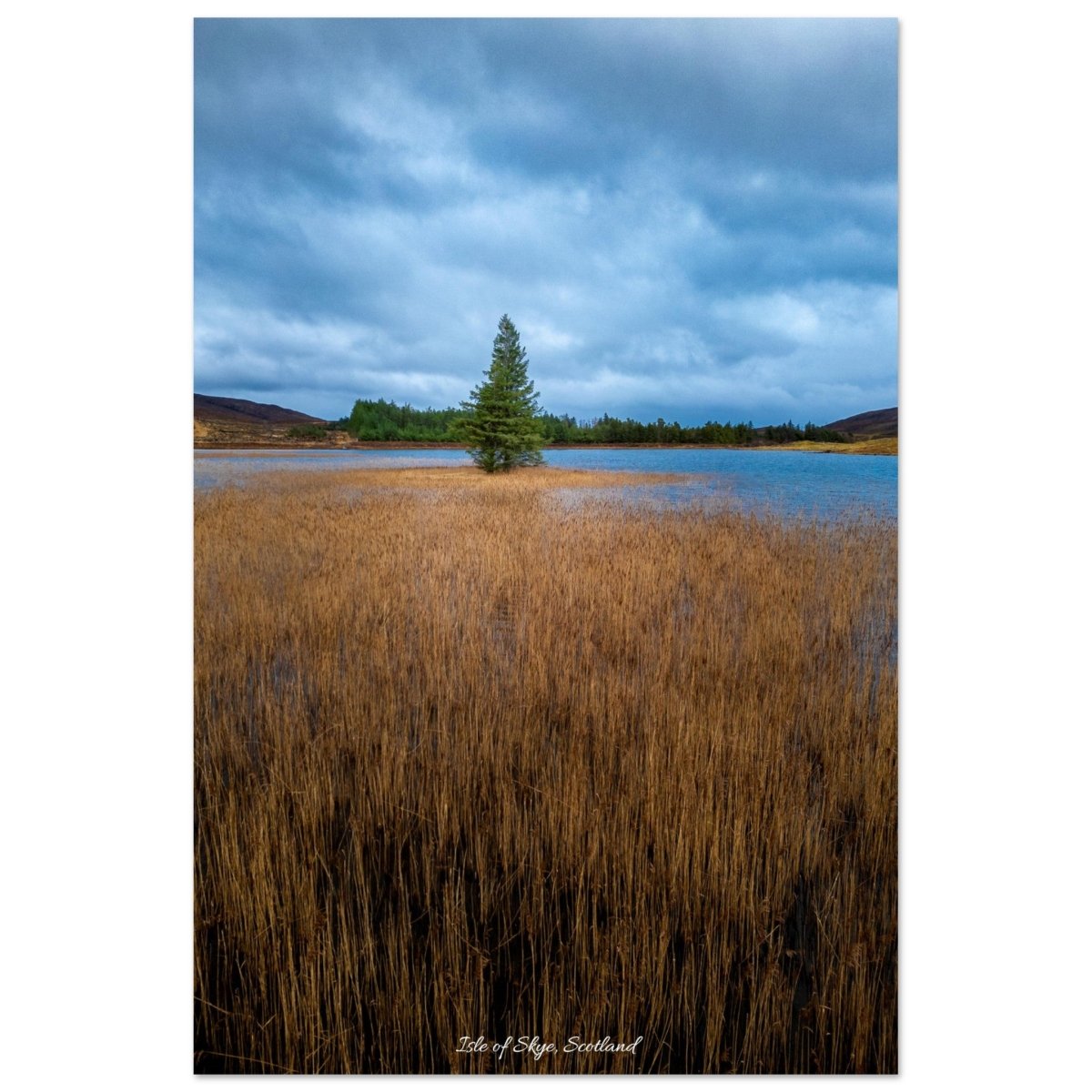 20x30 cm / 8x12″ Lone Tree of the Lake by Picture This