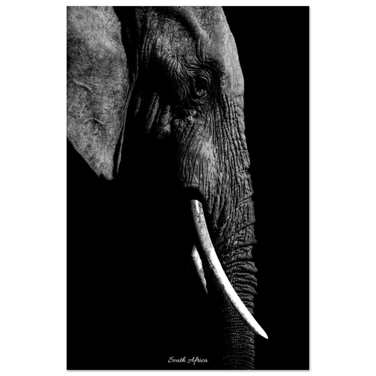 20x30 cm / 8x12″ Monochrome Elephant portrait by Picture This