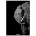 20x30 cm / 8x12″ Monochrome South African Elephant by Picture This