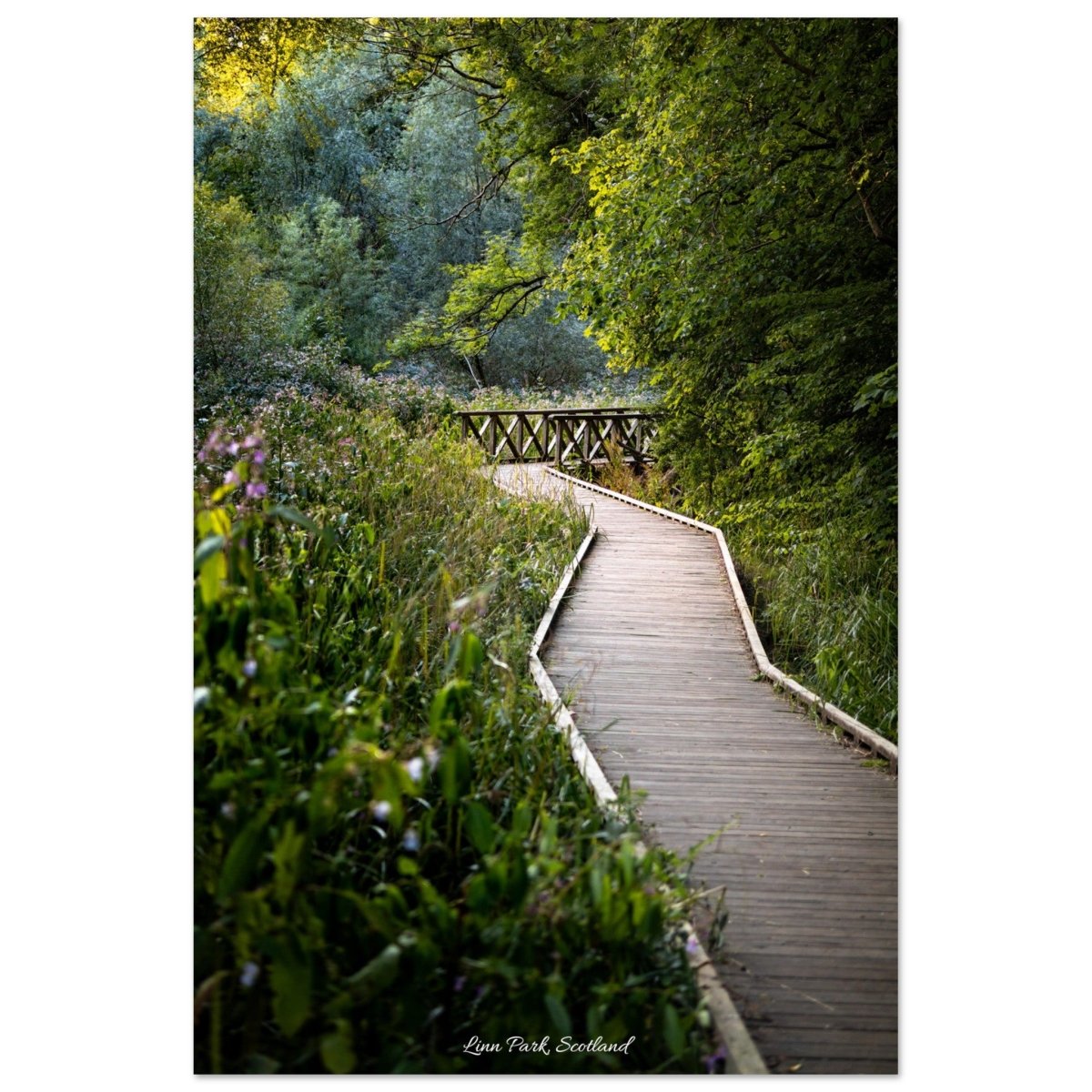 20x30 cm / 8x12″ Morning Forest Walk in Linn Park by Picture This