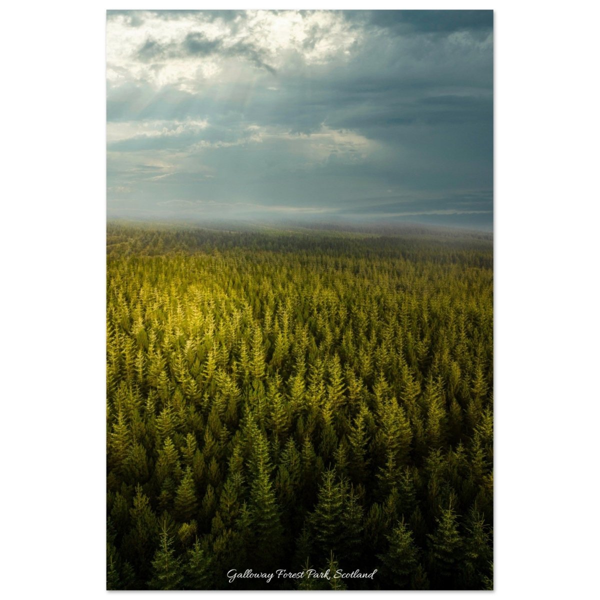 20x30 cm / 8x12″ Sea of Pines by Picture This