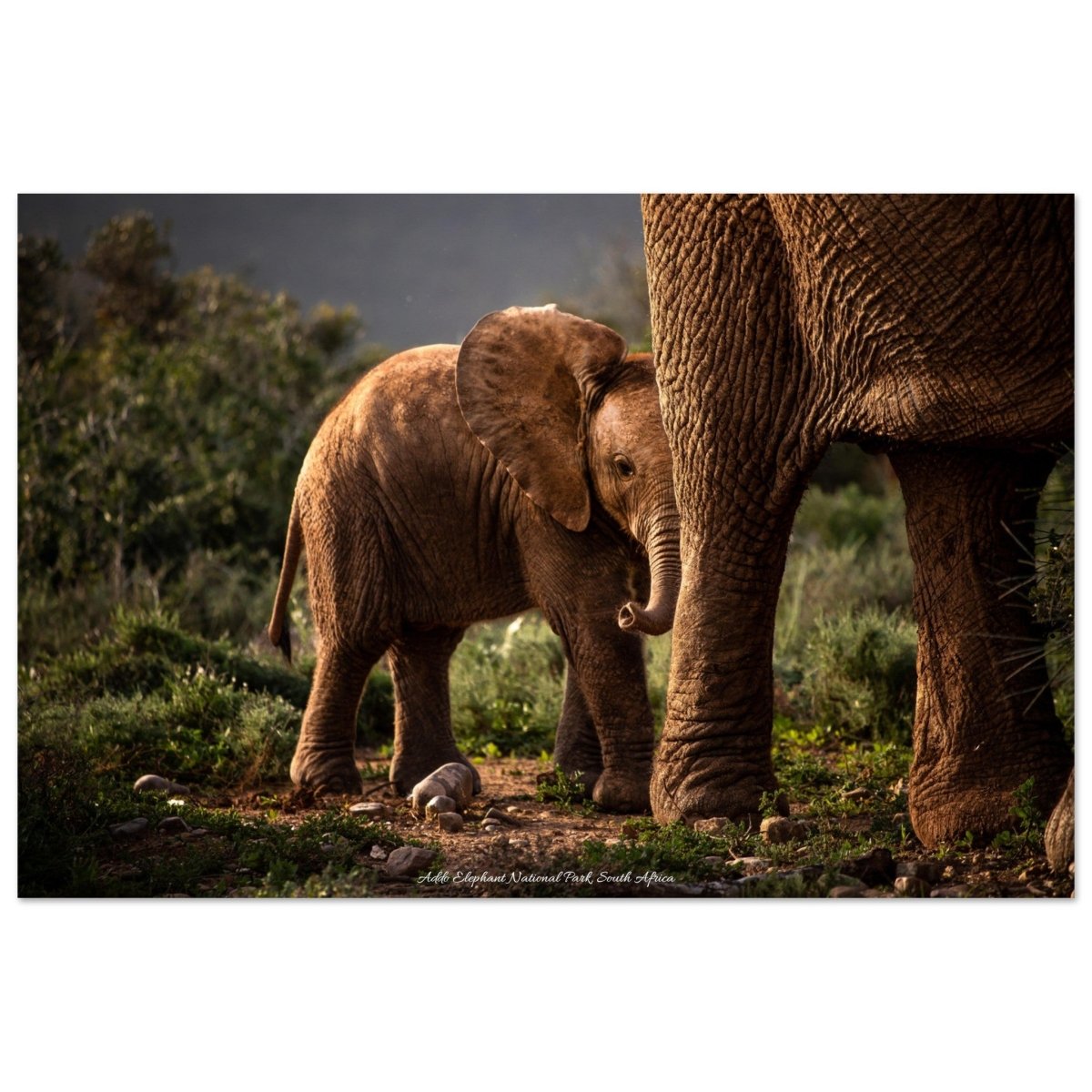 20x30 cm / 8x12″ Shy Baby Elephant by Picture This