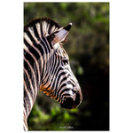 20x30 cm / 8x12″ Stunning Zebra by Picture This