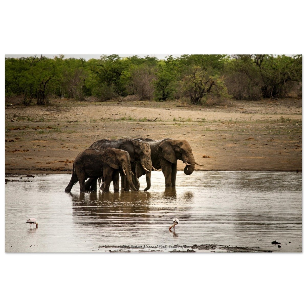 20x30 cm / 8x12″ Three Elephants in water by Picture This