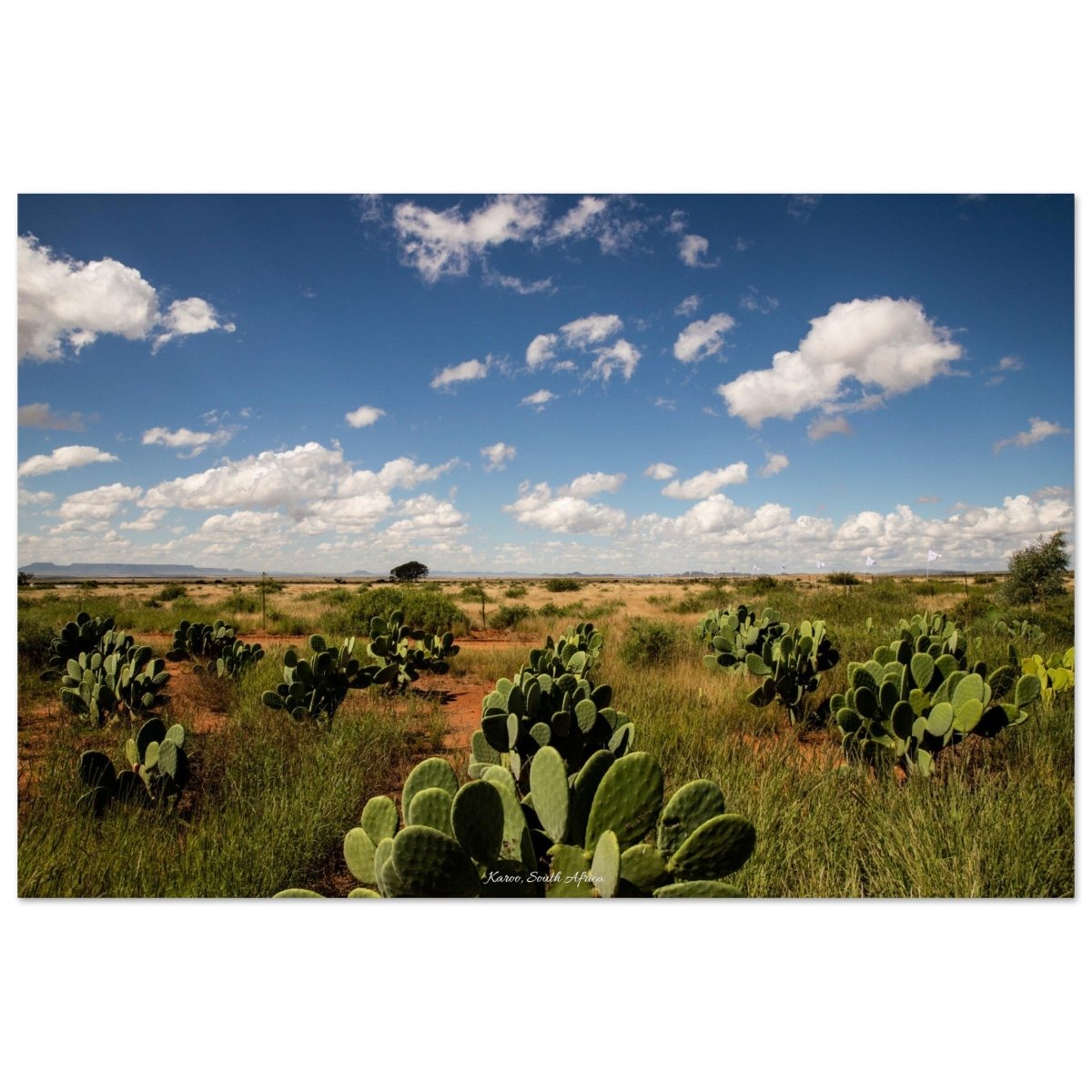 20x30 cm / 8x12″ Throny Karoo by Picture This