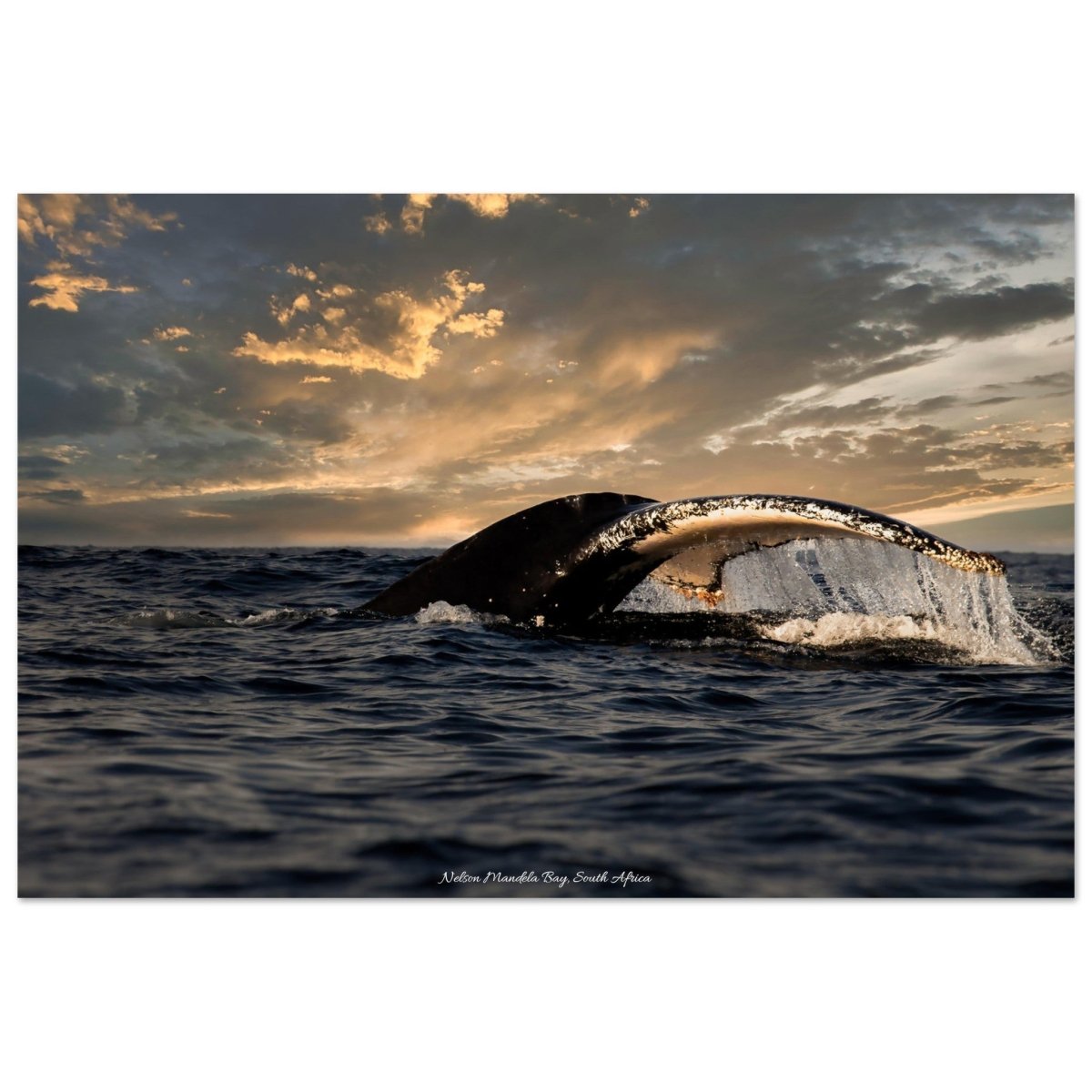 20x30 cm / 8x12″ Whale at the End of the World by Picture This