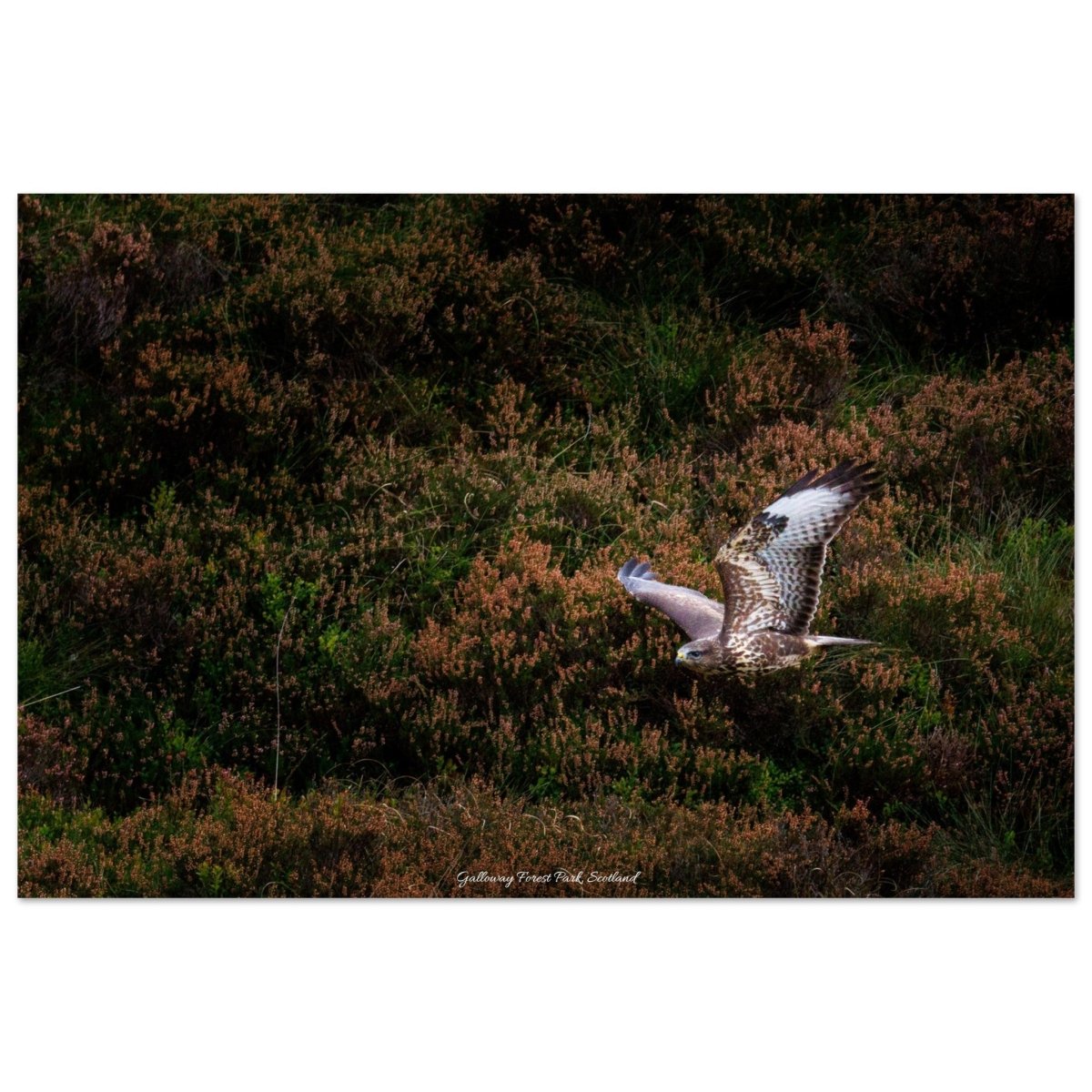 20x30 cm / 8x12″ Wild Hawk of Galloway by Picture This