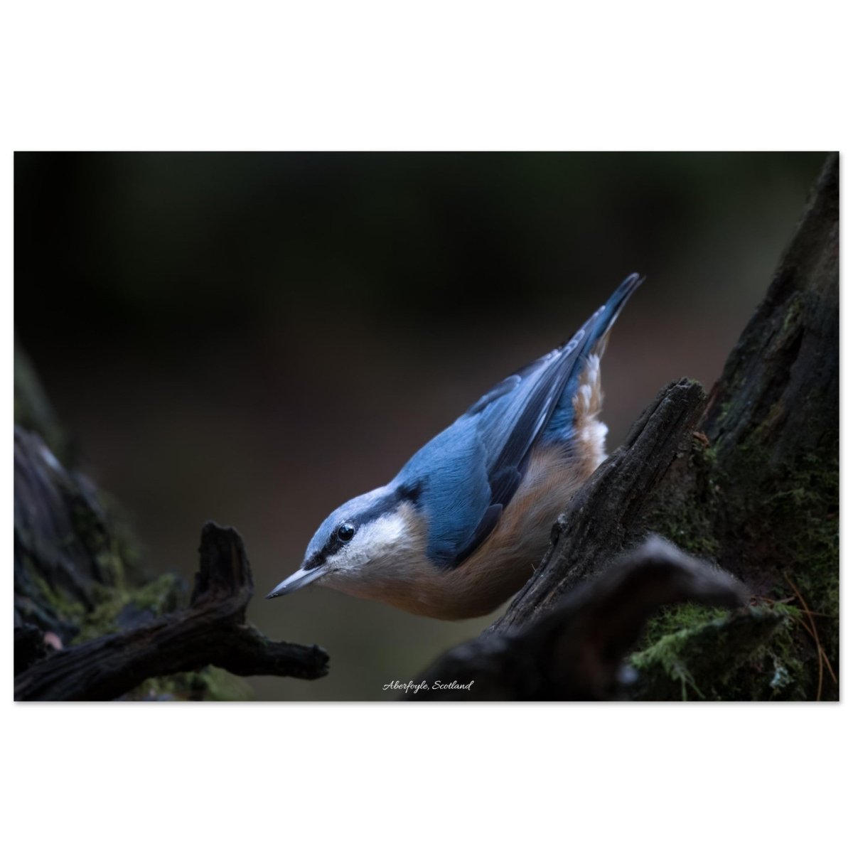 20x30 cm / 8x12″ Wood nuthatch of Aberfoyle by Picture This