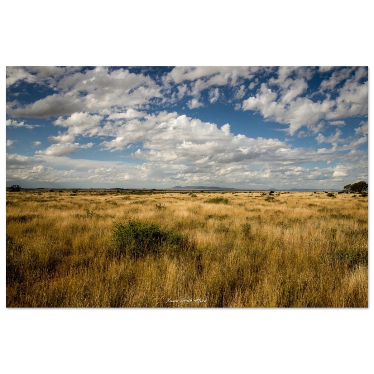 20x30 cm / 8x12″ Yellow Karoo of South Africa by Picture This