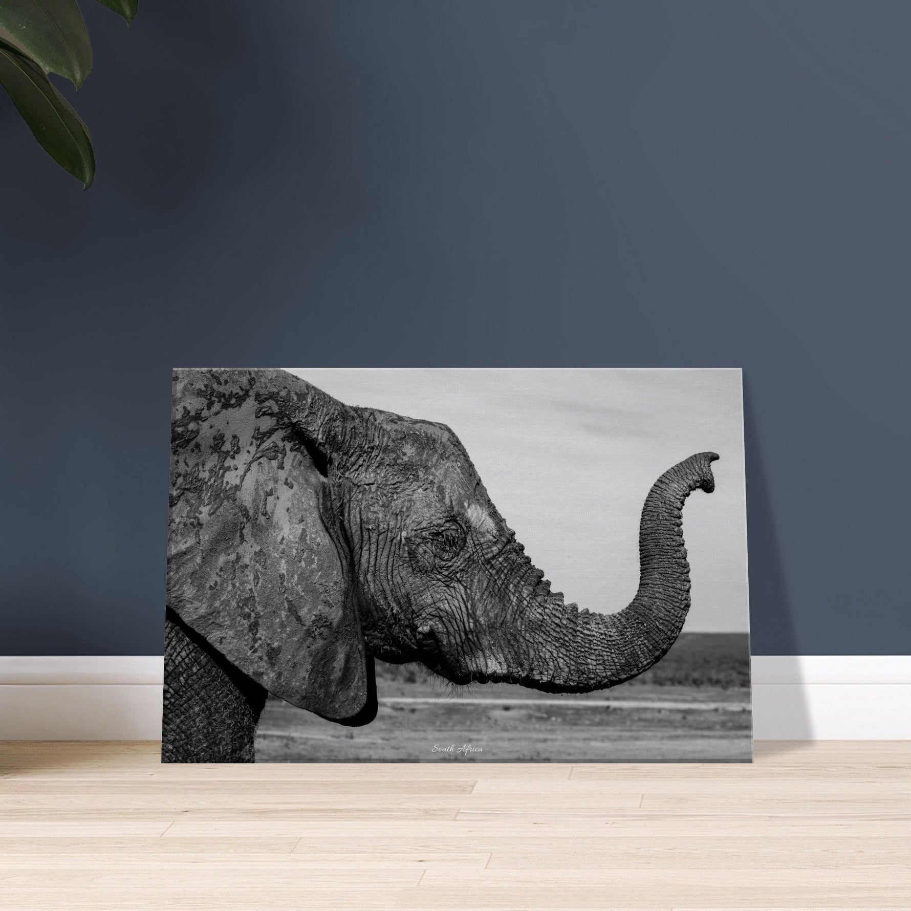 30x45 cm / 12x18″ Canvas Intense monochrome Elephant Portrait by Picture This