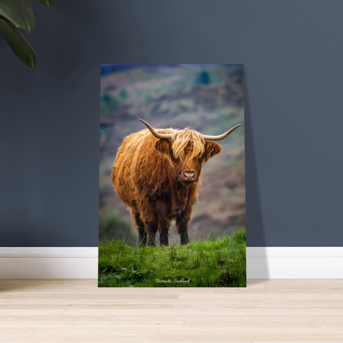 30x45 cm / 12x18″ Highland Cow of the Trossachs by Picture This