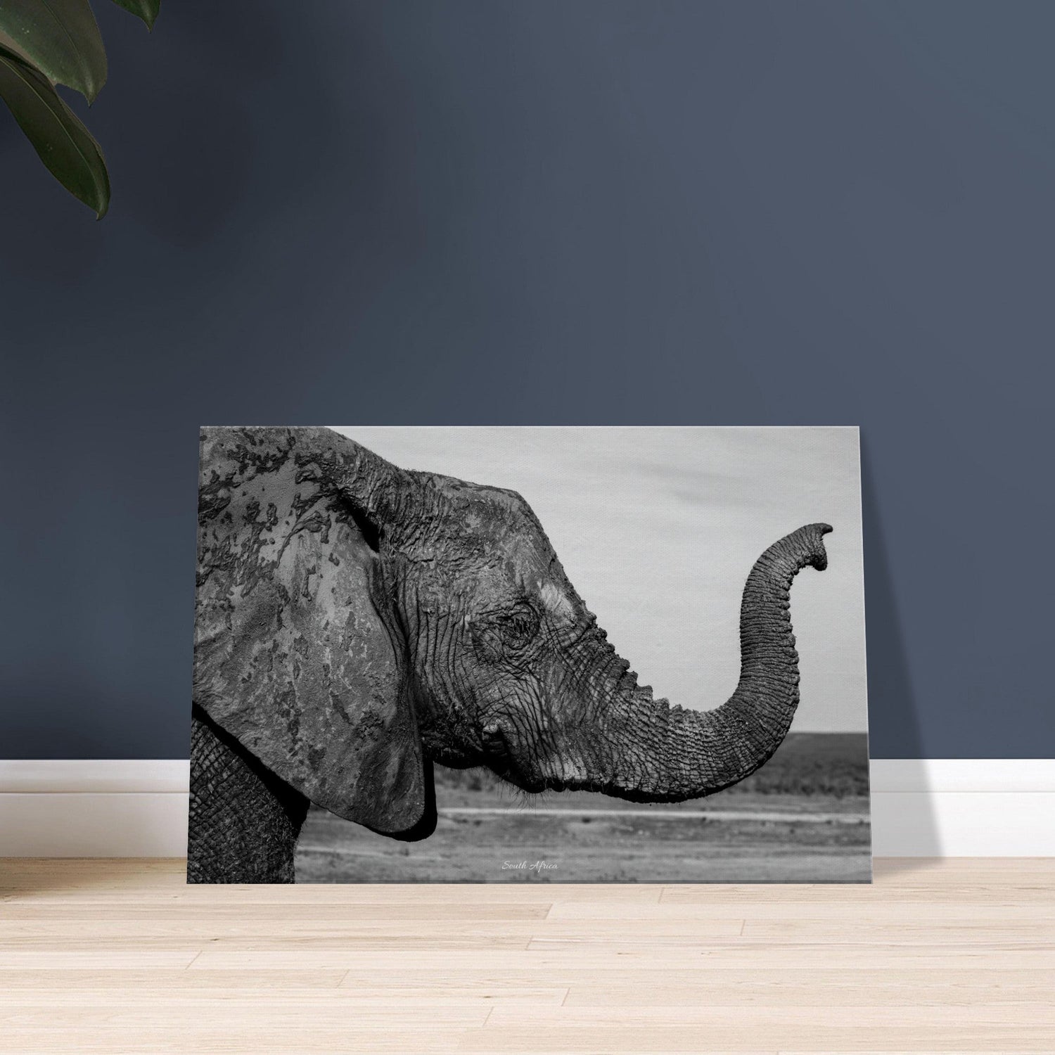 40x60 cm / 16x24″ Canvas Intense monochrome Elephant Portrait by Picture This