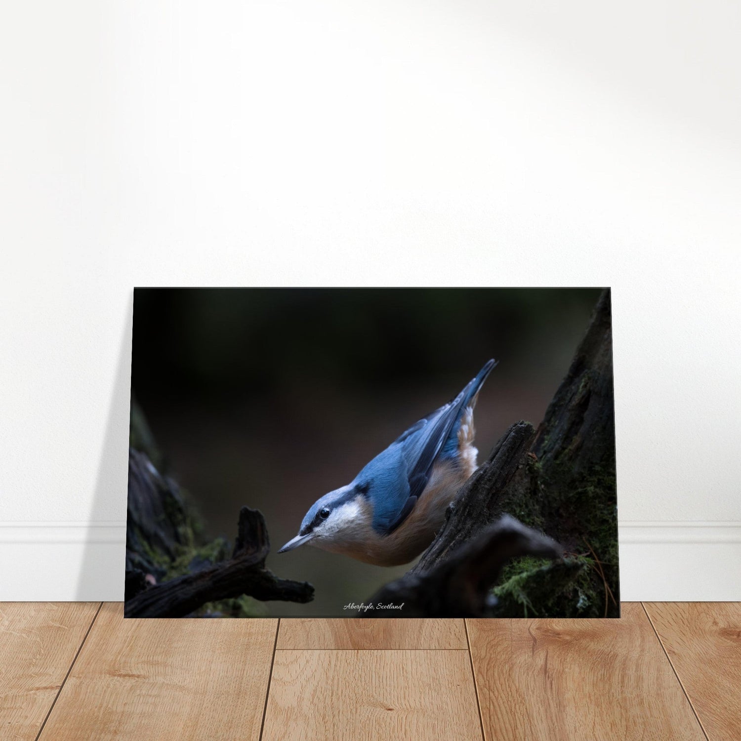 40x60 cm / 16x24″ Canvas Wood nuthatch of Aberfoyle by Picture This