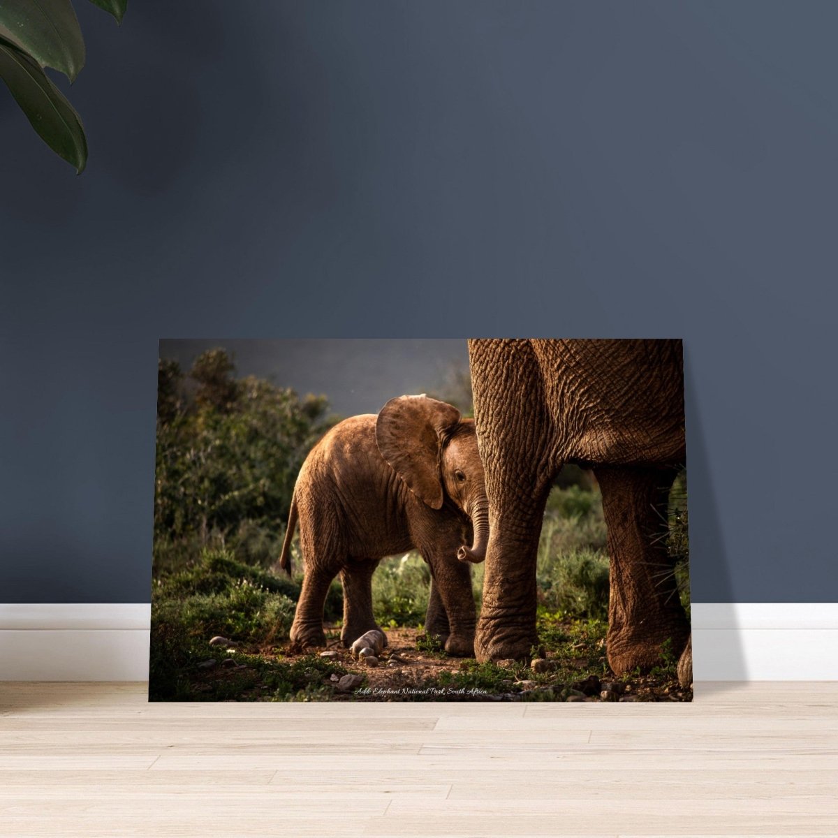 40x60 cm / 16x24″ Shy Baby Elephant by Picture This