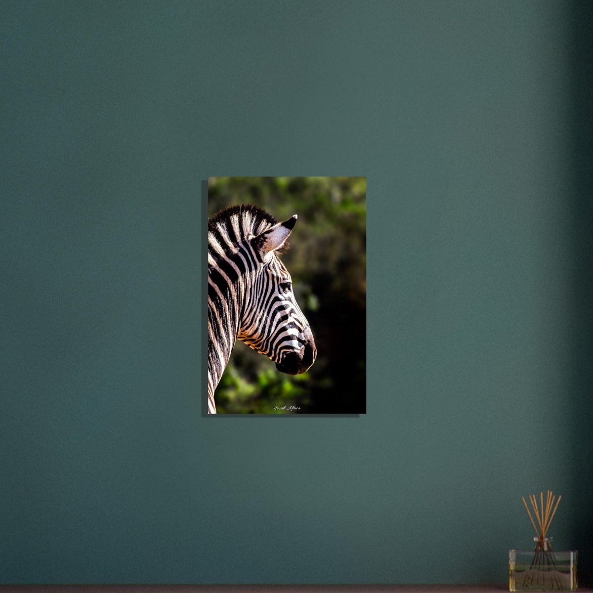 40x60 cm / 16x24″ Stunning Zebra by Picture This