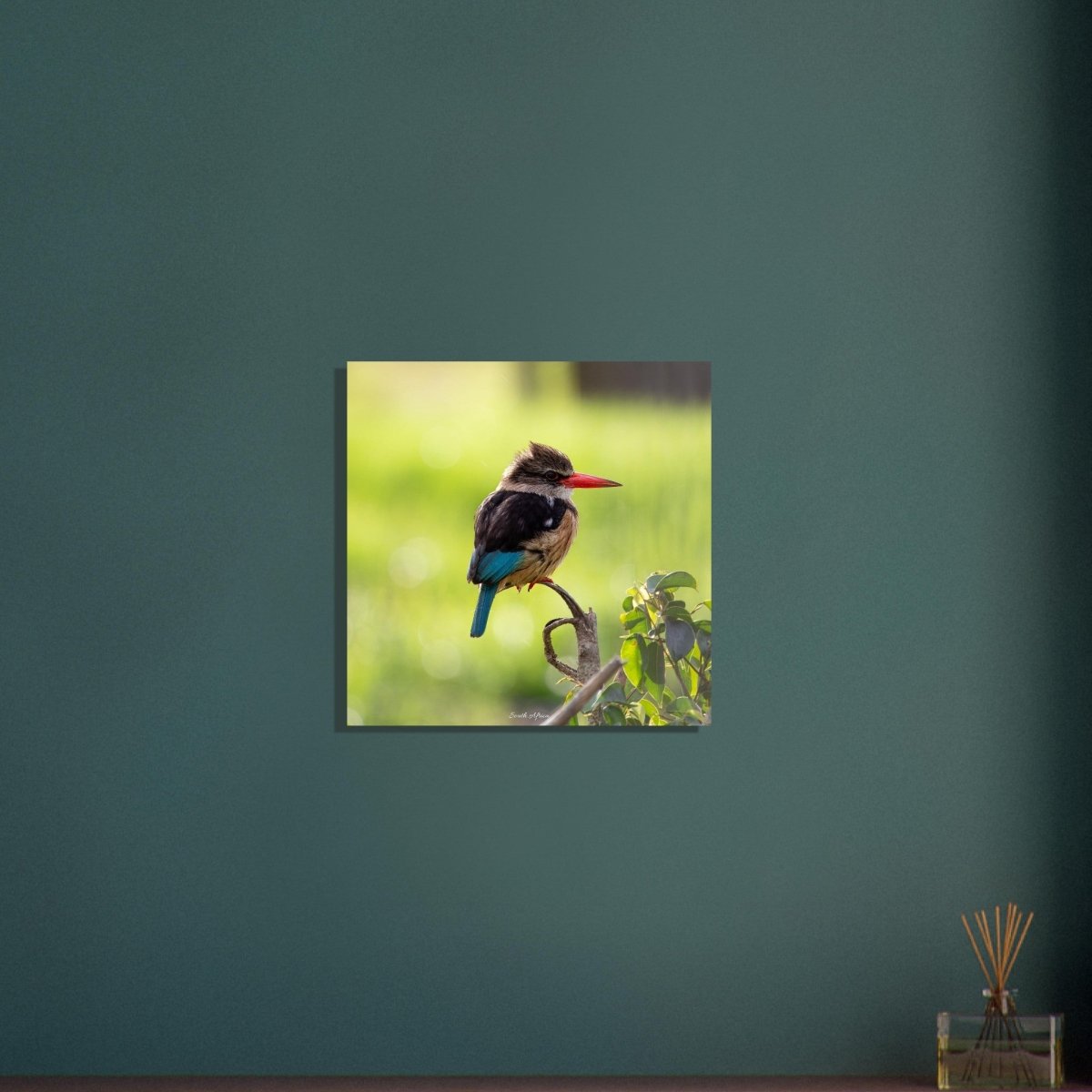 50x50 cm / 20x20″ Perched King Fisher by Picture This