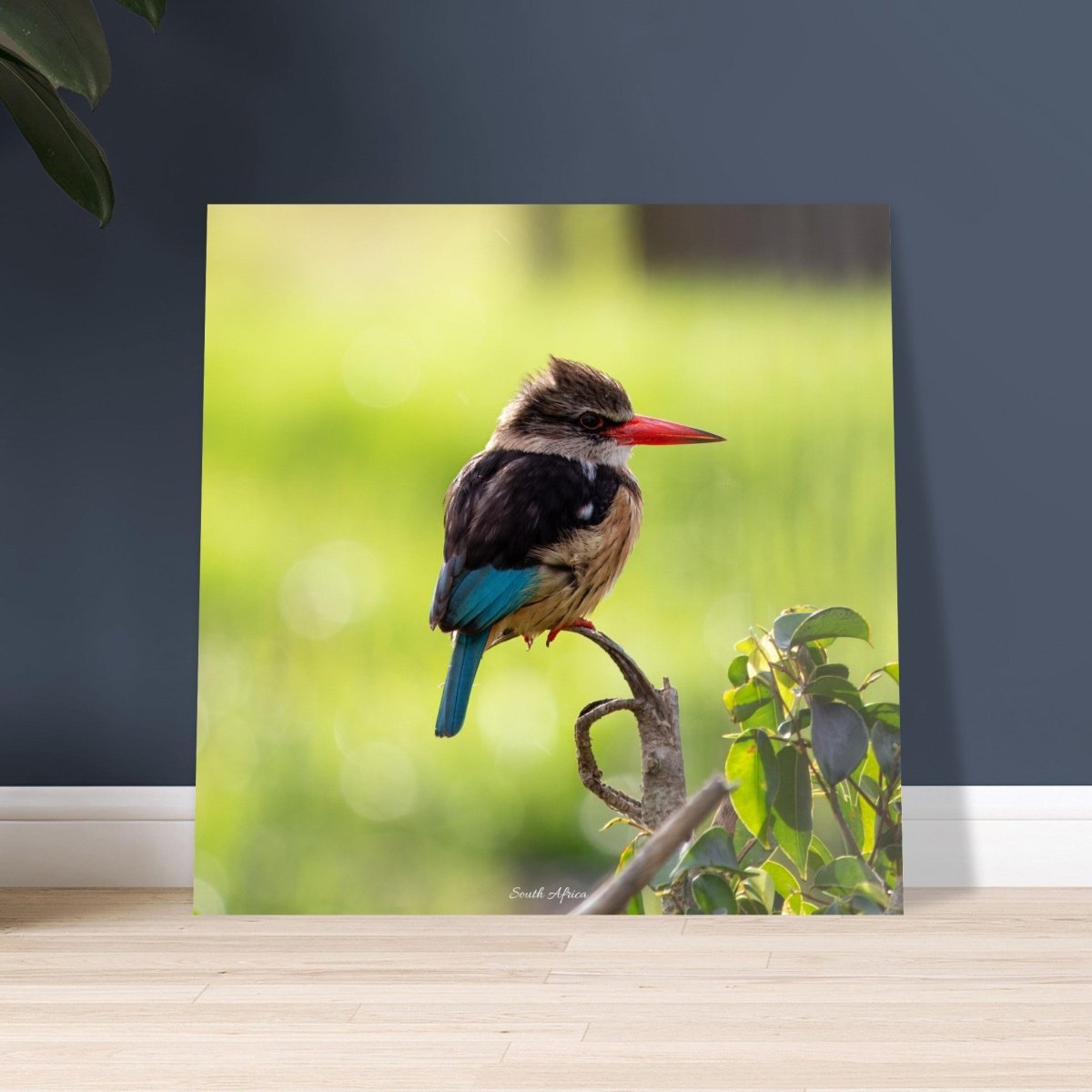 50x50 cm / 20x20″ Perched King Fisher by Picture This