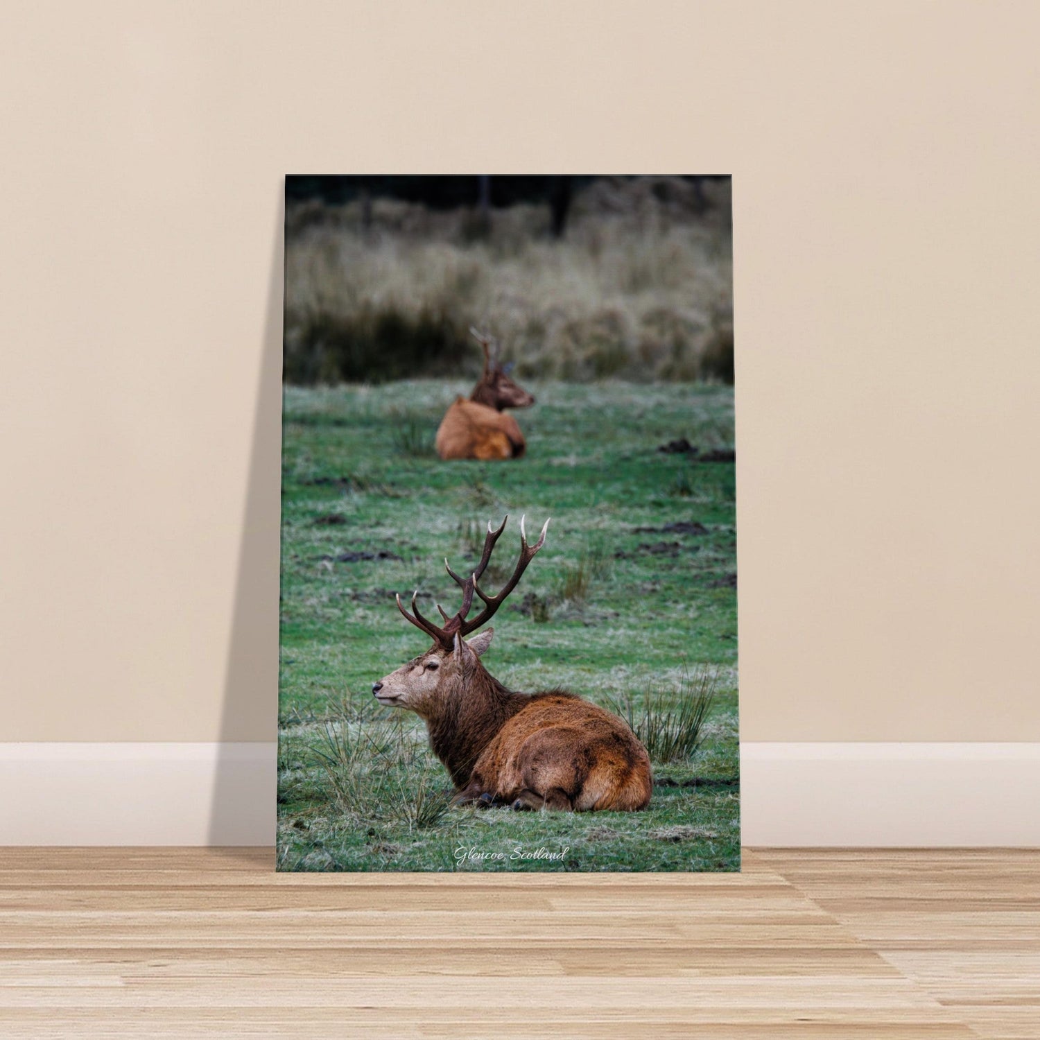 50x75 cm / 20x30″ Canvas Deer in Glencoe by Picture This