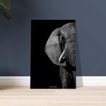 50x75 cm / 20x30″ Monochrome South African Elephant by Picture This