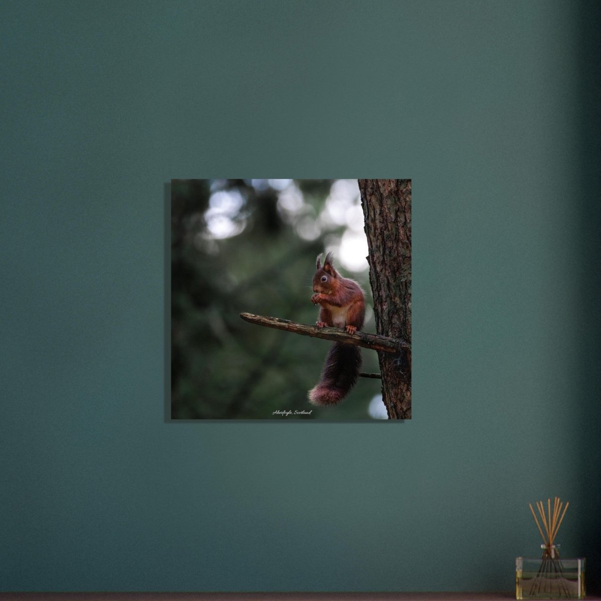 60x60 cm / 24x24″ Red Squirrel of Aberfoyle by Picture This
