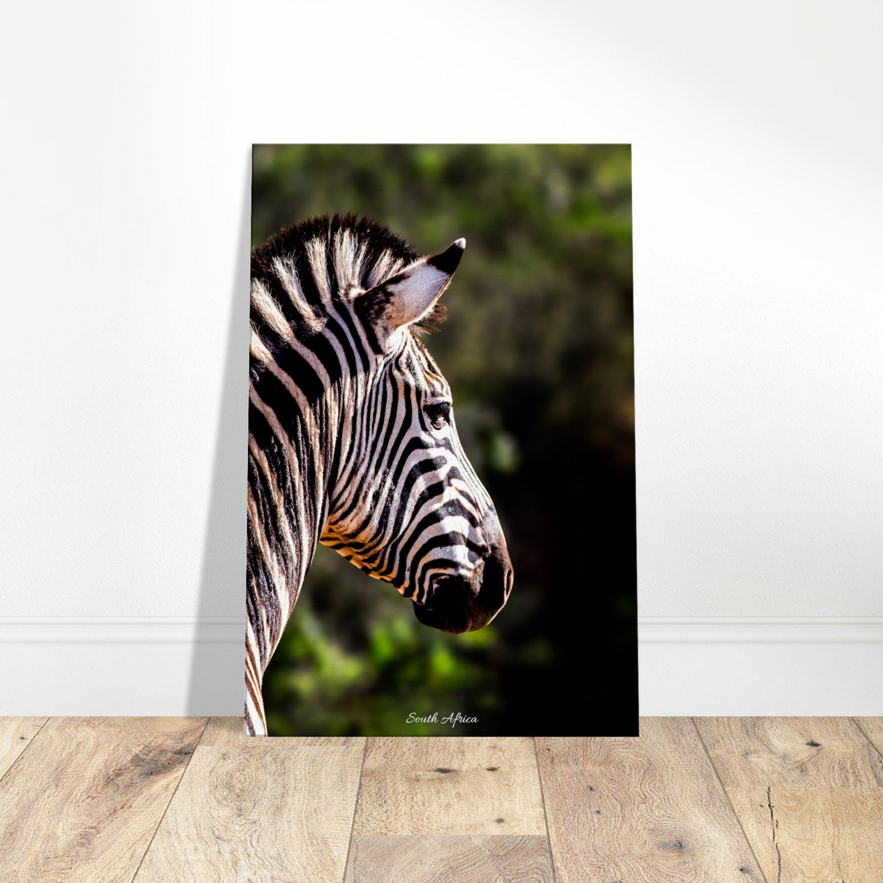 60x90 cm / 24x36″ Canvas Stunning Zebra by Picture This