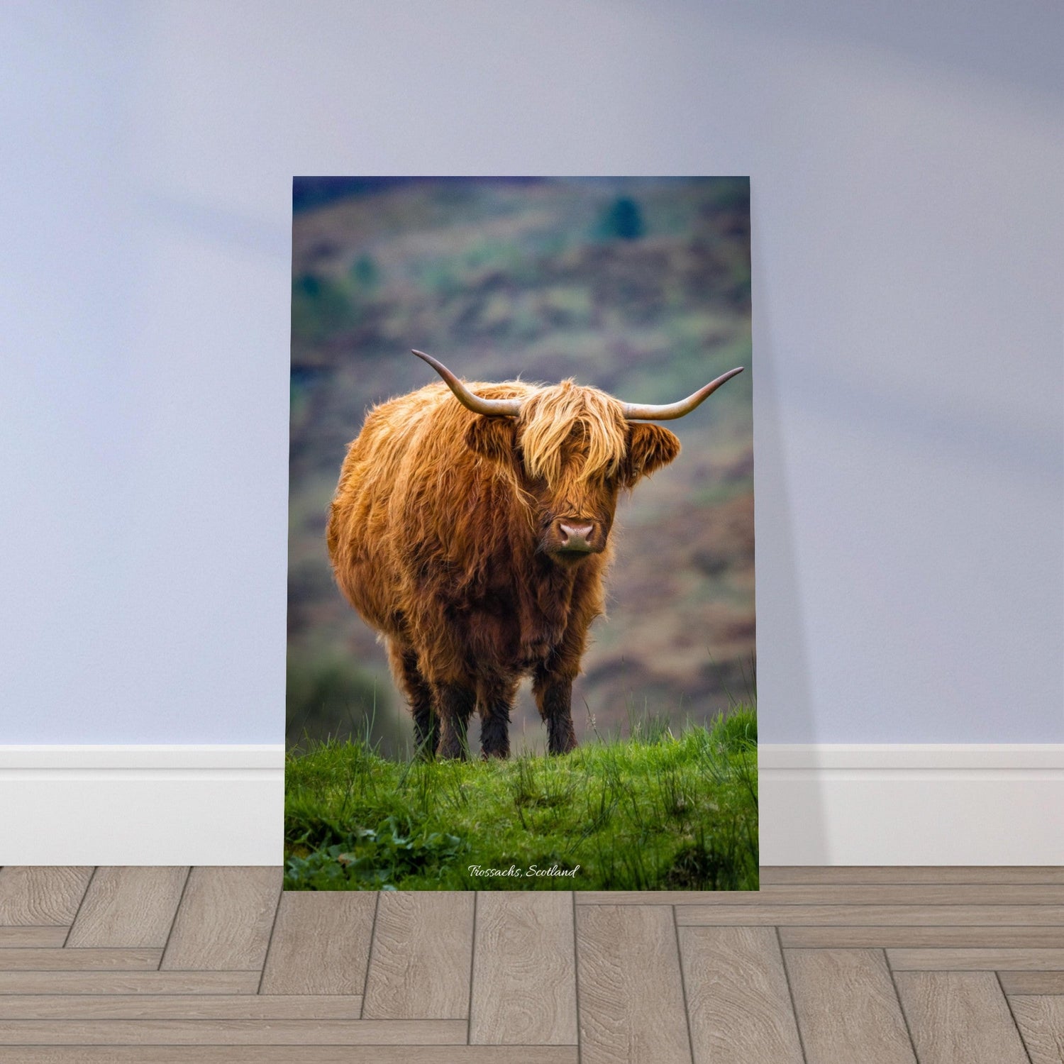 60x90 cm / 24x36″ Premium Matte Paper Poster Highland Cow of the Trossachs by Picture This