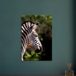 60x90 cm / 24x36″ Stunning Zebra by Picture This