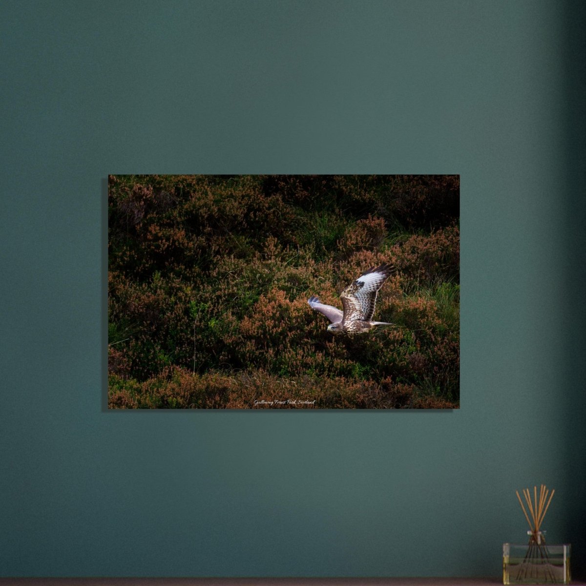 60x90 cm / 24x36″ Wild Hawk of Galloway by Picture This